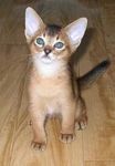 Abyssinian 