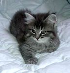 American Bobtail