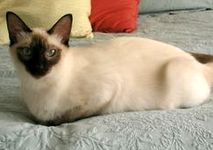 Balinese Cat breeders, you may