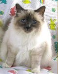 Birman kittens for sale 