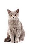 British Shorthair kittens for sale 