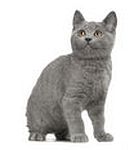 Chartreux kittens for sale 