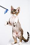 Devon Rex kittens for sale 