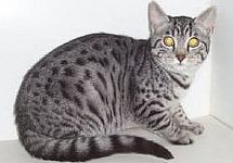 Egyptian Mau kittens for sale 