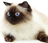 Himalayan kittens for sale 