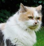 Maine Coon kittens for sale 