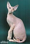 Peterbald kittens for sale 