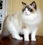 Ragdoll kittens for sale