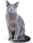 Russian Blue kittens for sale