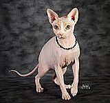 Sphynx kittens for sale 