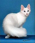 Turkish Angora kittens for sale 