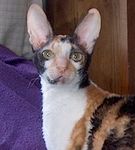 Cornish Rex