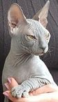 Donsko Sphynx kittens for sale