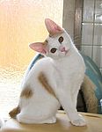 Japanese Bobtail kittens for sale 