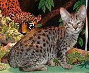 Ocicat Cats, kittens for sale at CatsForYou.com