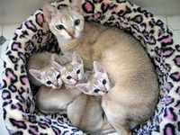 Singapura kittens for sale 