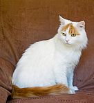 Turkish Van kittens for sale