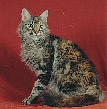 LaPerm cats