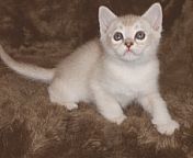 Burmilla kitten