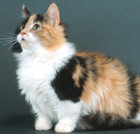 Munchkin cat