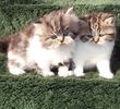 Exotic Shorthair kittens for sale