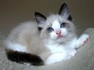 Ragdoll kittens for sale