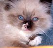 Ragdoll kittens for sale 