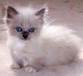 Napoleon kittens for sale 
