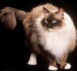 Ragdoll kittens for sale Connecticut