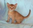 Abyssinian kittens for sale