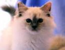 Ragdoll kittens for sale 