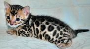 Bengal kittens for sale