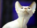 Sphynx kittens for sale