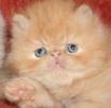 Persian kittens for sale