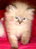 Siberian kittens for sale