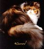 Persian kittens for sale