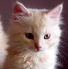 Siberian kittens for sale