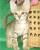 Savannah kittens for sale 