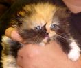 Himalayan kittens for sale