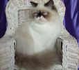 Himalayan kittens for sale