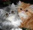 Persian kittens for sale 
