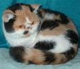 Exotic Shorthair kittens for sale