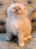 Ragdoll kittens for sale