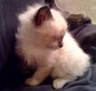 Ragdoll kittens for sale