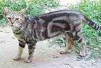 Bengal kittens for sale 