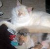 Ragdoll kittens for sale Florida