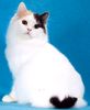 Kiomichi Manx kittens for sale