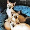 Siamese kittens for sale