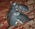 Russian Blue kittens for sale 