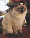 Ragdoll kittens for sale